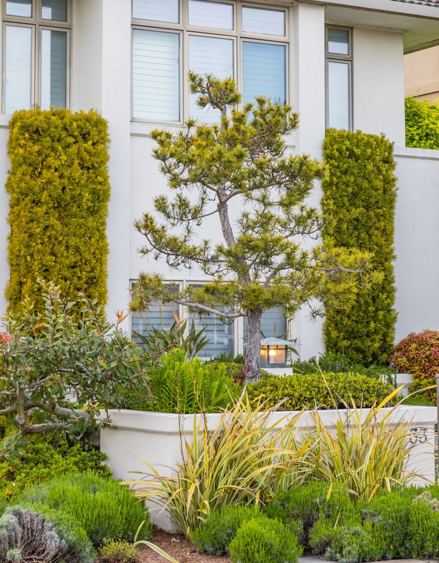 Front-yard garden with sculpted pine and hedges
