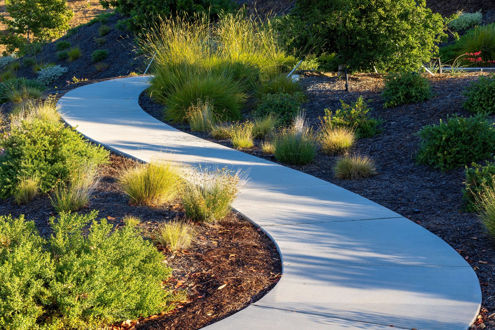 Curved concrete path winding through ornamental grasses