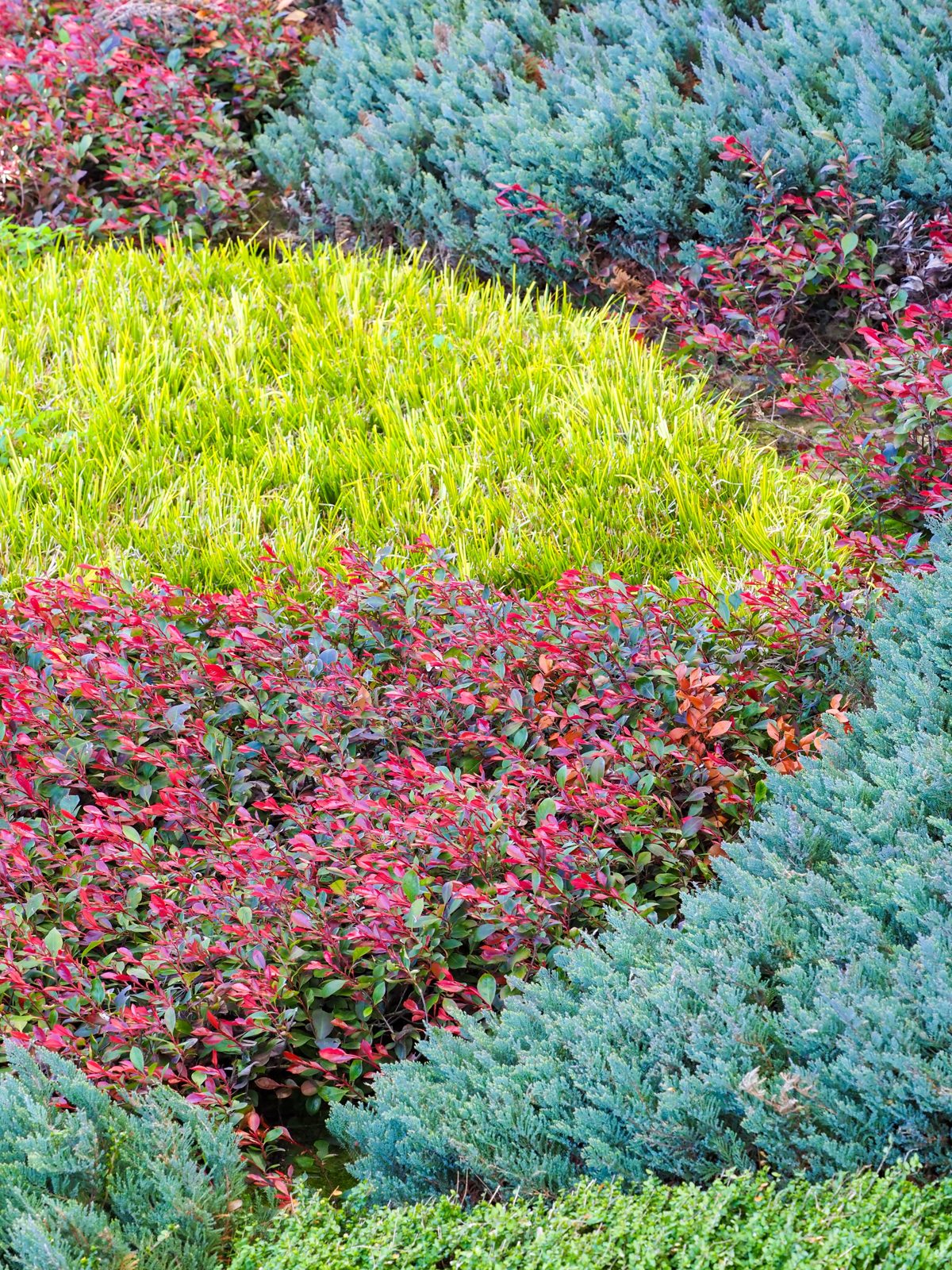Colorful mixed shrub planting