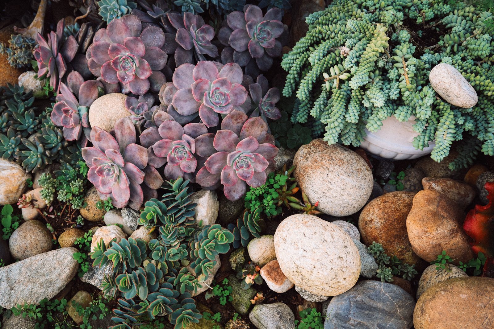 Succulents and stone in a drought-tolerant garden